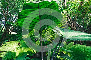 Elephant ear. Alocasia macrorrhizos leaves of tropical plants, in the rain forest of Southeast Asia. Dark tone of Green tropical