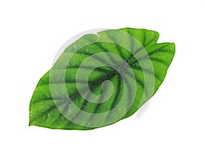 Elephant Ear or Anthurium Green Leaf Isolated on White Backgrond