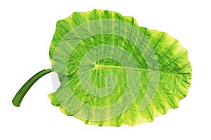 Elephant ear, Cocoyam, Dasheen, Eddoes or Japanese taro leaf isolated on white background with clipping path