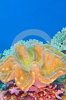 Elephant Ear Coral, Green Toadstool Coral, Lembeh, North Sulawesi, Indonesia