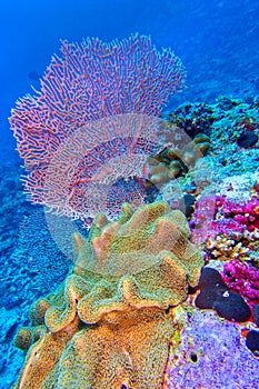 Elephant Ear Coral, Green Toadstool Coral, North Ari Atoll, Maldives