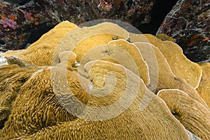 Elephant ear coral (mycedium elephantotus) in the Red Sea.