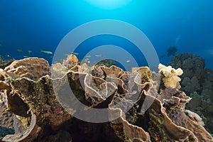 Elephant ear coral (mycedium elephantotus) in the Red Sea.