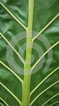 Elephant ear leaf