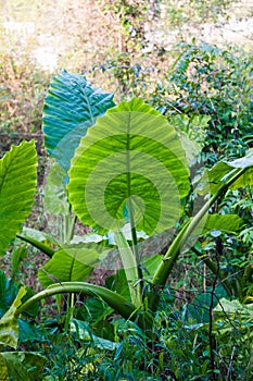 Elephant-ear leaf Colocasia plant