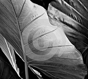 Elephant Ear leaves Taro Colocasia Esculenta black & white / detail