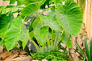 Elephant Ear Plant