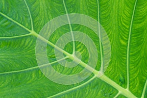 Elephant ear plant or Colocasia esculenta leaf in backlight, abstract beautiful natural background.