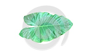 Elephant ear plant or colocasia leaf