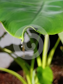 Elephant ear plant with morning dew