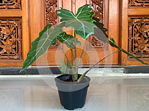 Elephant ear plants Alocasia in Latin are planted in black pots outdoors. Also known as Kuping Gajah in Bahasa