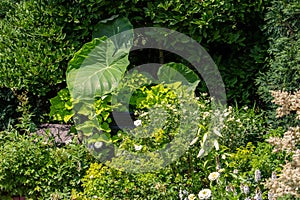 Elephant ear plants featured in a sunny garden photo