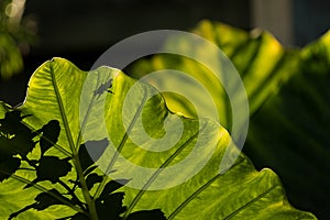 Elephant Ear Silhouette