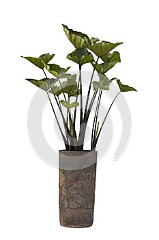 Elephant Ear,Taro plant or Colocasia esculenta (L.) Schott cv. Coffee Cups in brown pot isolated on white background.