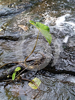 The elephant ear is trapped in rocks and the water hite the stream.