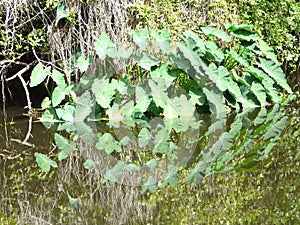 Elephant Ear Wild Taro Water Reflection