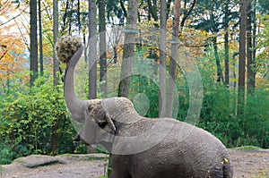 Elephant earing hay