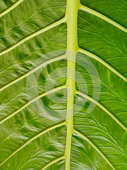 Elephant earlobe texture for background