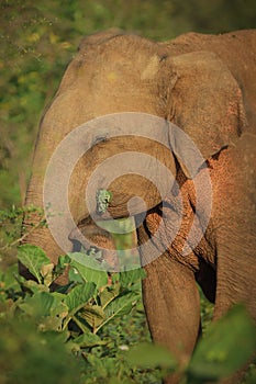 Elephant in early light, Sri Lanka