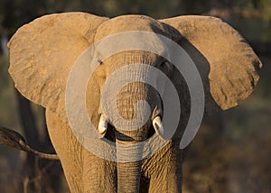 Elephant ears
