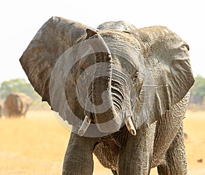 Elephant with ears flapping and trunk up in the air