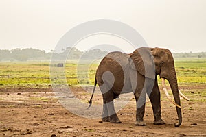 Elephant with ears forward in the savannah of Amboseli Park in K