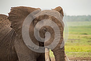 Elephant with ears forward in the savannah of Amboseli Park in K