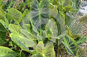 Elephant ears, summer foliage with depth of field perspective