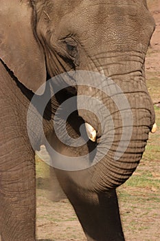 Elephant eating