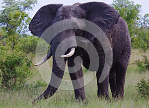 Elephant eating