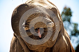 Elephant Eating