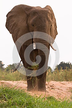 Elephant eating