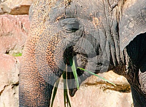 Elephant eating photo