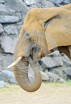 Elephant eating