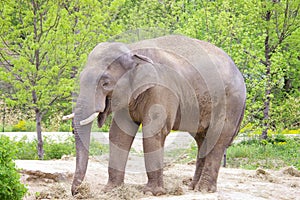 Elephant Eating