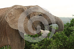 Elephant Eating