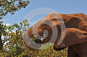 Elephant at eating