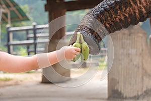 Elephant eating bananas