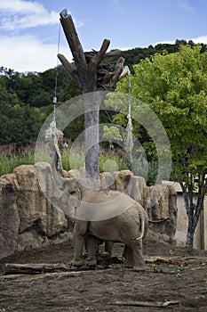 elephant eating dry grass in the Hokkaido Zoo