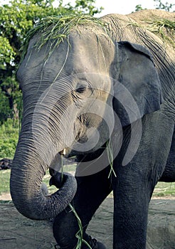 Elephant eating and enjoying