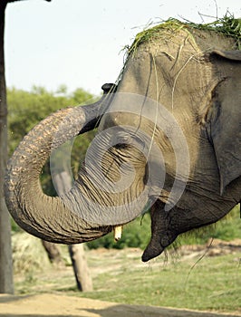 Elephant Eating Fodder