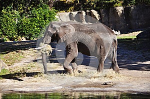Elephant eating grass