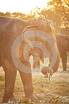 Elephant eating grass