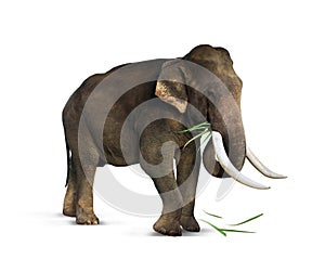 Elephant eating grass