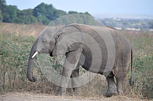 Elephant eating grass in African landscape
