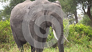 Elephant Eating Grass in African Savannah, Close Up. Animal in Natural Habitat