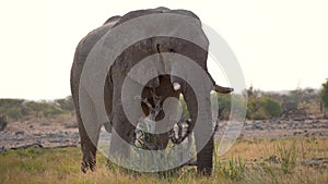 Elephant eating grass in the Etosha National Park in Namibia.