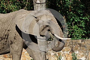 Elephant Eating Grass Near Tree