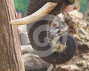 Elephant eating grass