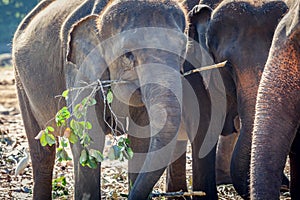 Elephant Eating in Group of Elephants